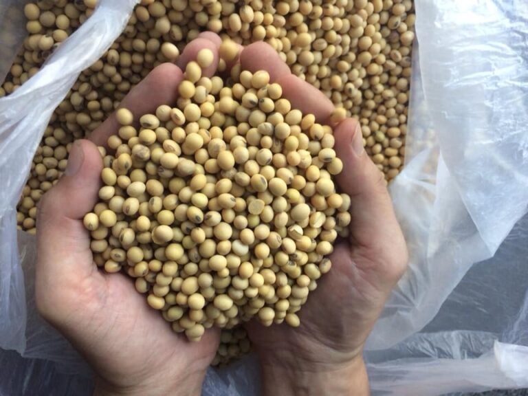 Soybean Seeds Ponte Global Trading GmbH